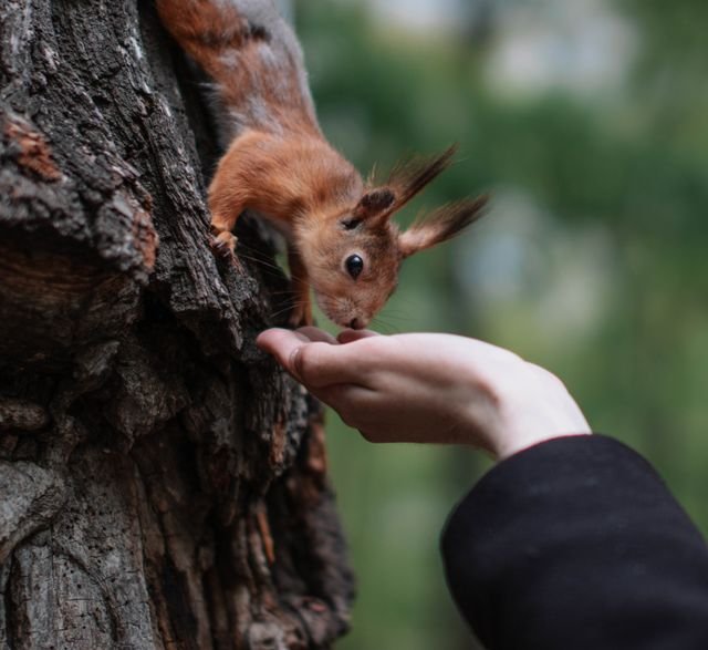 pexels-photo-12964080-12964080 A close interaction between a red squirrel and a human hand, showcasing wildlife trust.